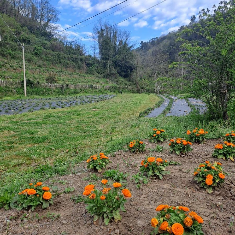 B&B La Casina Rosa La Spezia Valeriano Lunense ภายนอก รูปภาพ
